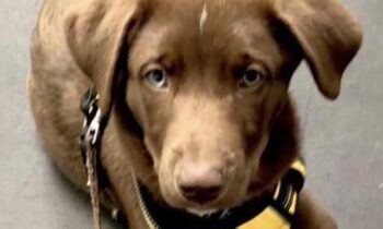 WHAT’S THE MOST MEMORABLE DOG-TRAINING CLASS YOU EVER TOOK?