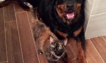 DOES YOUR PET HAVE A BESTIE?