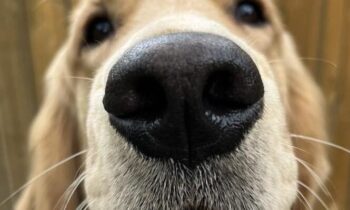 WATCH OUT FOR DOG-RELATED SCAMS ONLINE