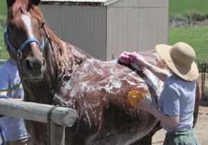 Strides Therapeutic Horsemanship Center in Pasco to close after nearly 20 years