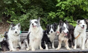 PART ONE: YOUR DOG IS BORED/LONELY; ADD A SECOND DOG … OR NOT?