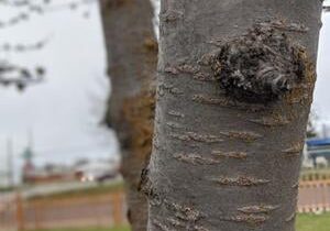 Tree removal to reduce Yakima traffic to one lane