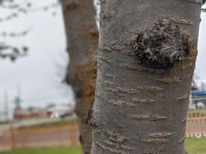 5e966085c9861imagejpg | Fox 11 Tri Cities Fox 41 Yakima