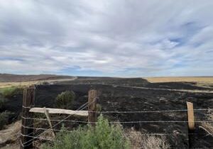 Brush fire near Finley contained, no homes threatened