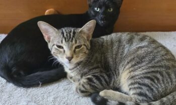 CAN CATS BE FRIENDS … WITH EACH OTHER?