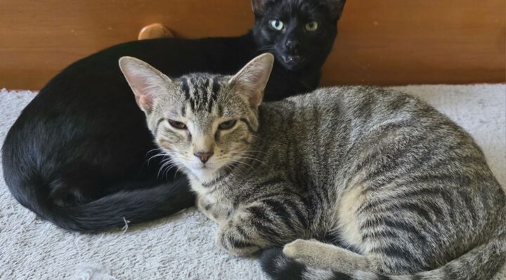 AmySuggars-720x399jpg | Fox 11 Tri Cities Fox 41 Yakima