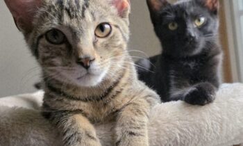 YOUR LOCAL ANIMAL SHELTER—HOW CAN YOU HELP?