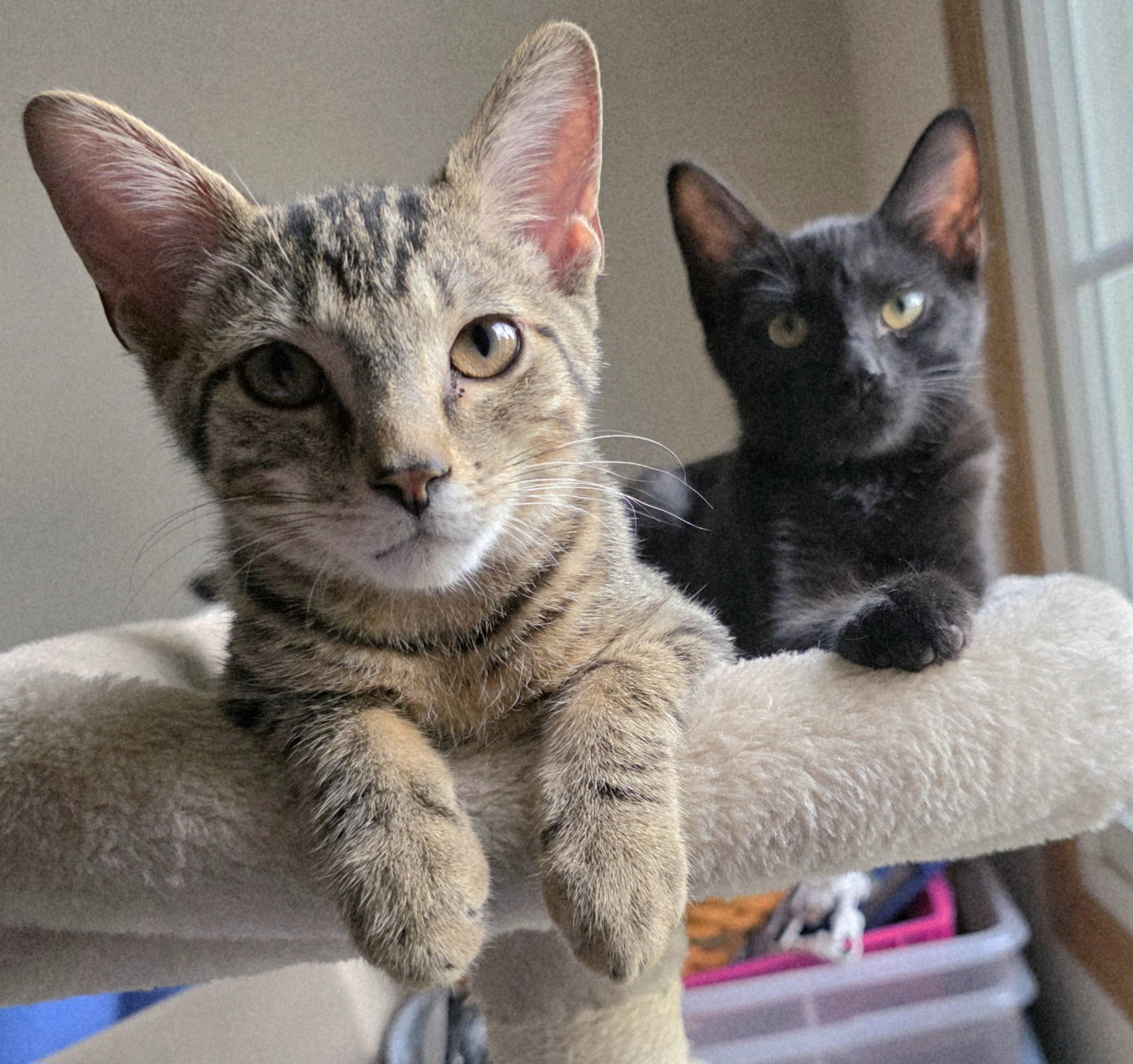 | Fox 11 Tri Cities Fox 41 Yakima