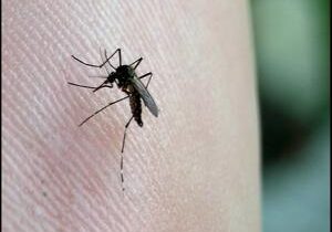 West Nile virus found in Yakima County horse