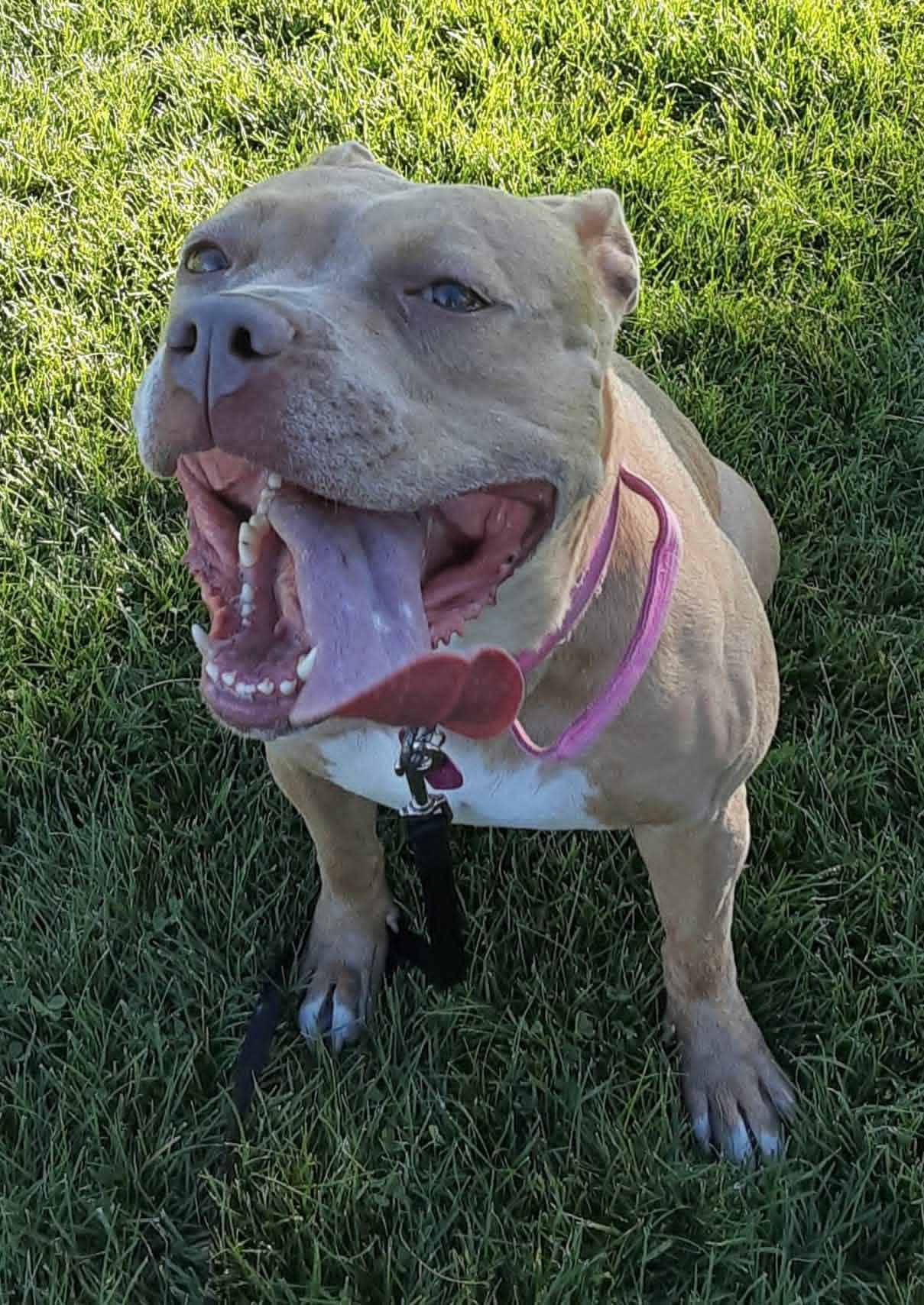 | Fox 11 Tri Cities Fox 41 Yakima