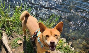 WHAT’S A FOSTER FAIL?—PART TWO