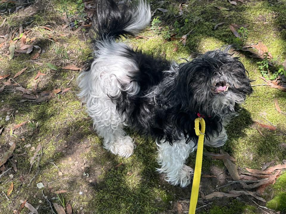 | Fox 11 Tri Cities Fox 41 Yakima