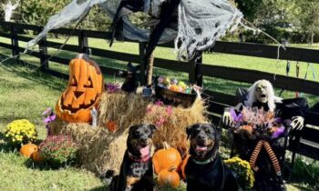 ChristineHaleVertucci-720x399jpg | Fox 11 Tri Cities Fox 41 Yakima