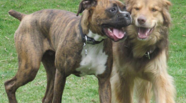 ValHughesMaxSmudge-720x399jpg | Fox 11 Tri Cities Fox 41 Yakima