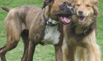 Aggregator Downloaded image for imported item 933046 | Fox 11 Tri Cities Fox 41 Yakima