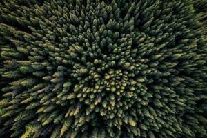 UN says forests should form key plank of COP30