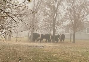 Loose cattle in Finley safely rounded up by Benton County deputies