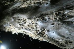 691eea874beb0imagejpg | Fox 11 Tri Cities Fox 41 Yakima