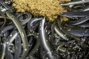 Japan’s eel delicacy faces global conservation pressure
