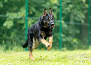 6924e045379c3imagepng | Fox 11 Tri Cities Fox 41 Yakima