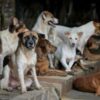 ‘God created it to be eaten’: Jakarta’s dog meat ban divides