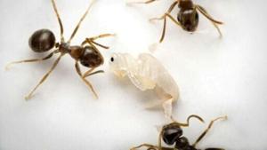 ‘Come and kill me’: sick ants invite destruction to save colony