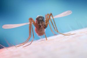 Chikungunya and Dengue Outbreak in Cuba Has Left 33 Dead, Officials Say