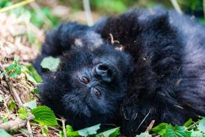 Rwanda’s National Parks Offer True Wilderness Exploration, As Country Continues Conservation Push