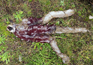 69385970e3bb2imagepng | Fox 11 Tri Cities Fox 41 Yakima