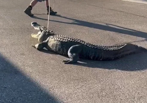 Florida cops capture 10-foot-long alligator outside 7-Eleven