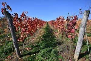 693e1e1fb5410imagejpg | Fox 11 Tri Cities Fox 41 Yakima