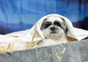 Dogs dress up as Nativity characters for third year in a row
