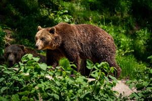 Study finds brown bears have become less aggressive around humans
