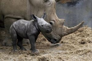 ‘Extremely rare’ birth of baby White Rhino caught on camera