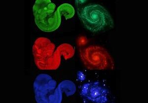 NASA and Nikon compare universe and microscopic life