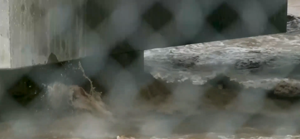 6943a4e0b03dcimagepng | Fox 11 Tri Cities Fox 41 Yakima