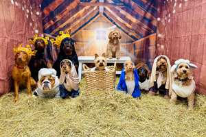 Pups at doggy daycare recreate festive Nativity scene