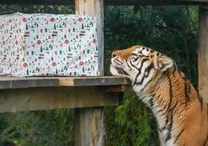 Tiger rescued from traffickers gets first Christmas tree and gifts