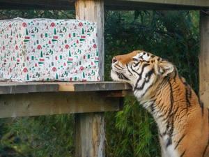 69457a5c6ad87imagejpg | Fox 11 Tri Cities Fox 41 Yakima