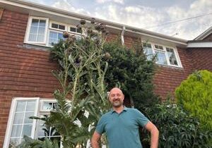 Towering artichoke plant awarded new Guinness World Record