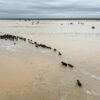 Australian PM to tour outback flood disaster zone