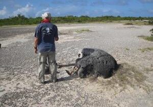 Medieval tsunami left coral clues in the caribbean with a warning