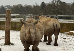 Penguins and baby rhinos enjoy first snow