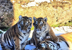 Tiger cubs enjoy their first snow day