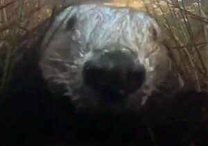 Underwater camera captures beaver ‘selfie’