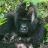 Rare gorilla twins born in conflict-hit DR Congo nature park