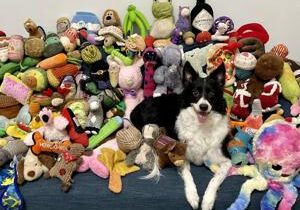 Dogs learn new words by eavesdropping on their owners