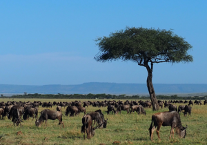 Why wildebeest migration shrunk by 90% in Kenya