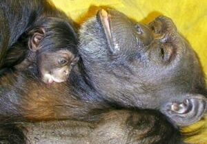 ‘Genius’ chimpanzee Ai dies in Japan at 49