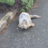 Baby seal found relaxing in hotel parking lot